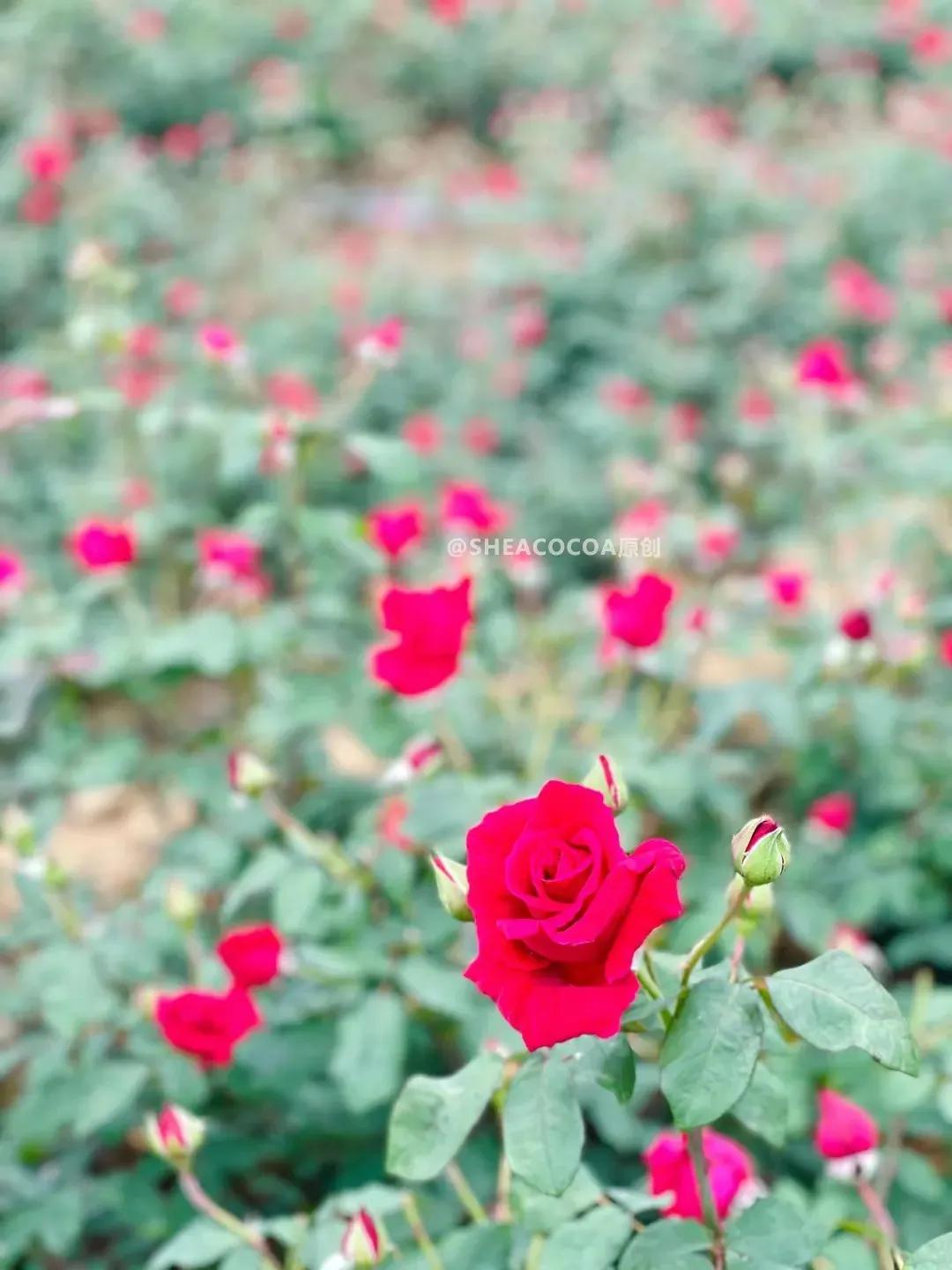 玫瑰细胞液和玫瑰鲜花补水液,玫瑰细胞液保湿
