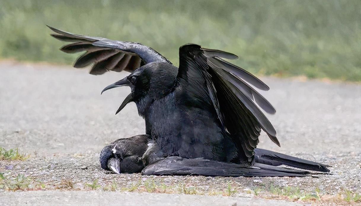 乌鸦死后，为什么周围会聚集一群活着的乌鸦？难道乌鸦也办葬礼？