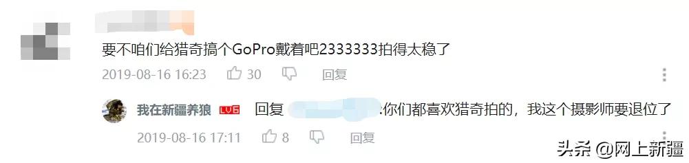 这位“女汉子”在*疆新**，把狼养成了哈士奇，就是经常揍狼的那个