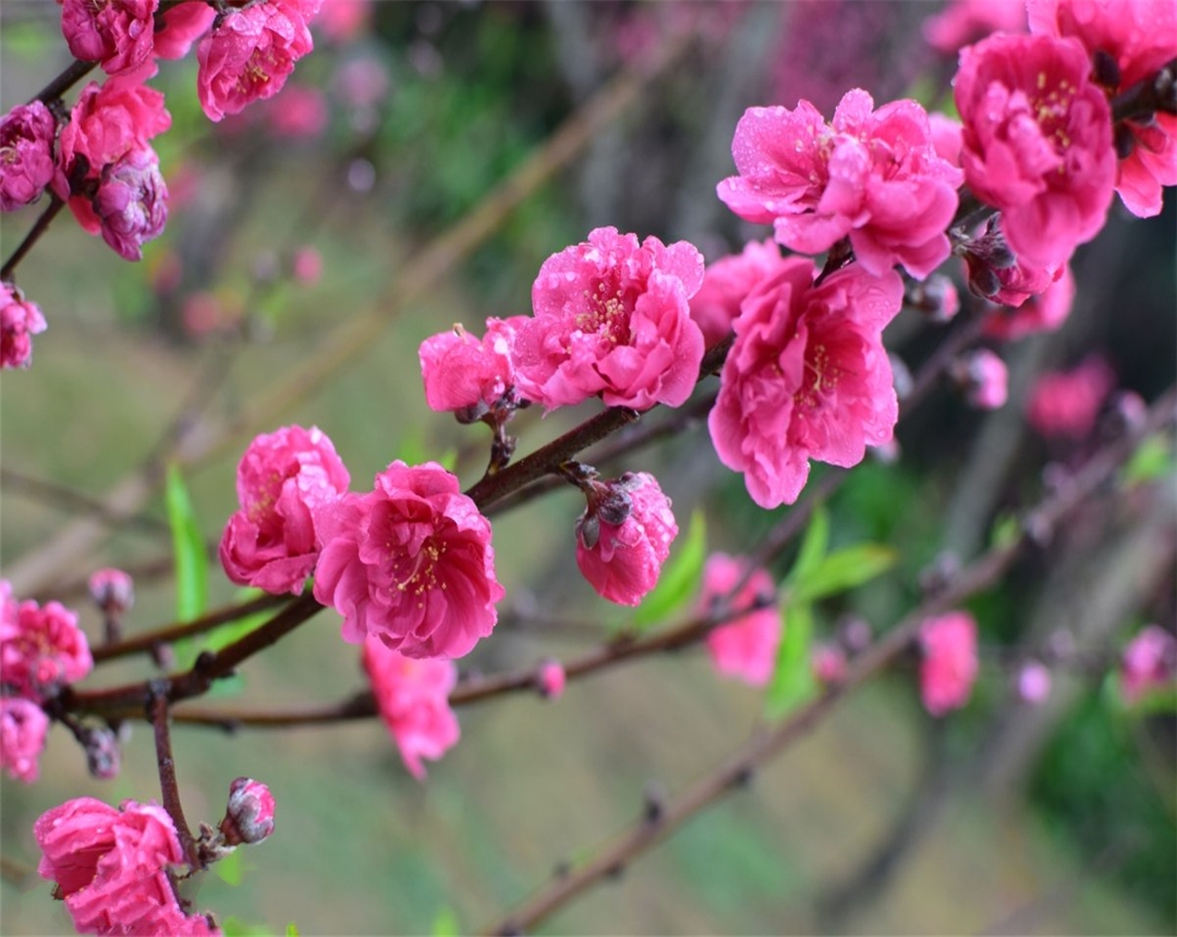 我们在饲养动物时应注意什么,年后养殖的桃花怎么处理