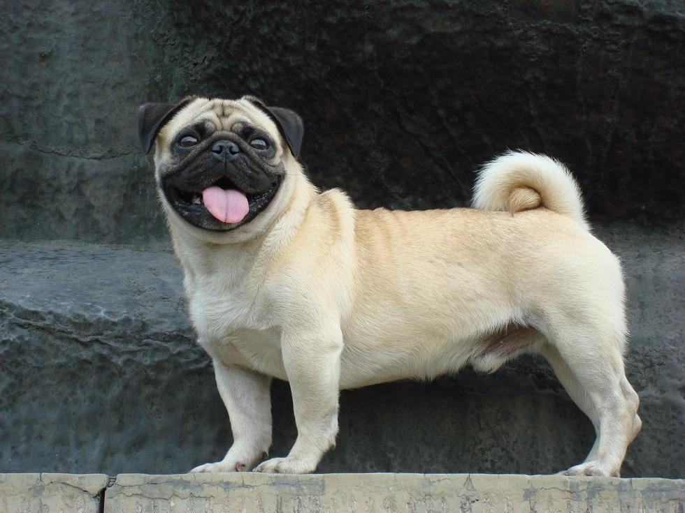 名犬排行榜杜宾,名犬排行榜捷克狼犬