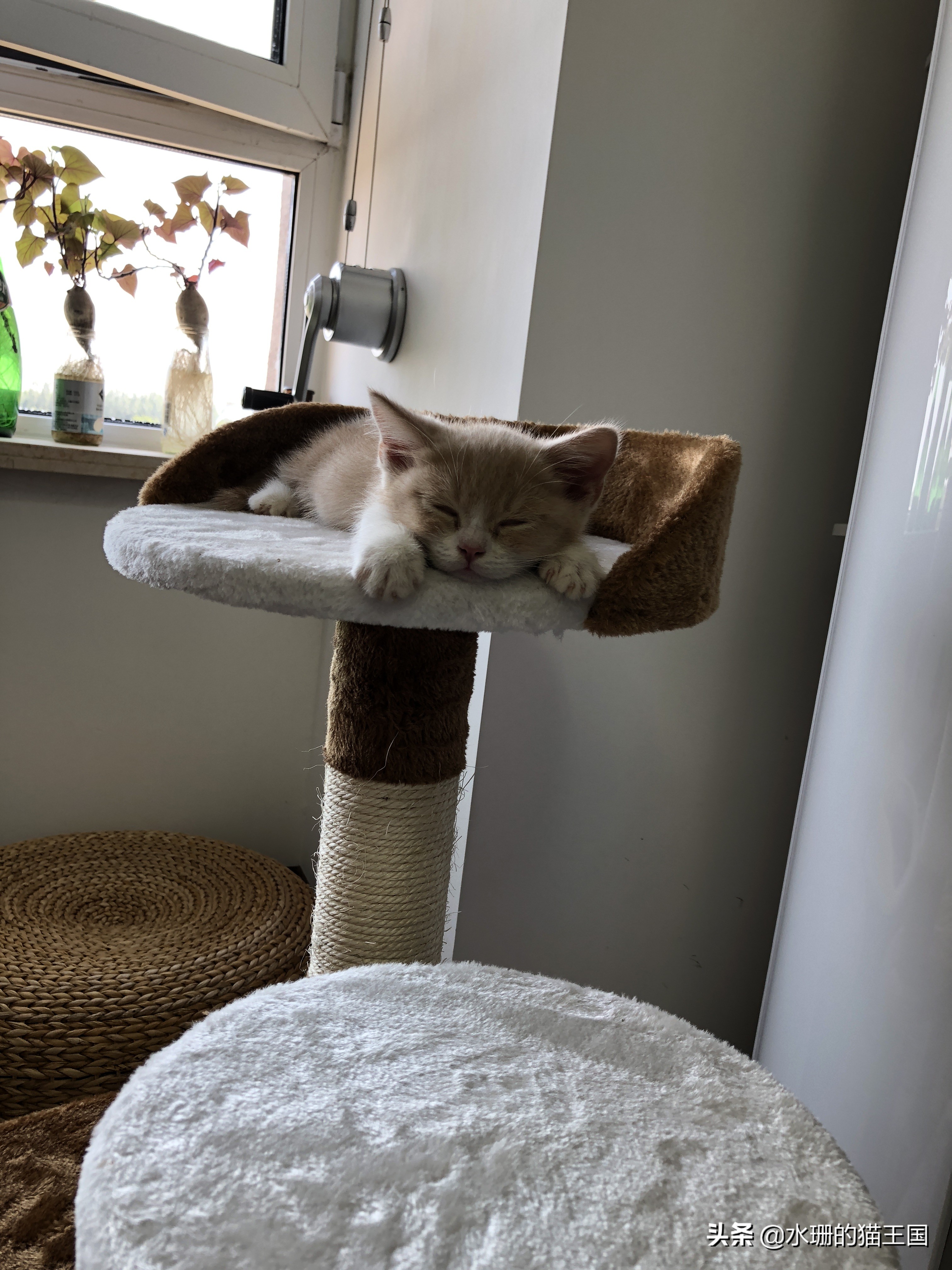 没有不磨爪爪的猫，可猫咪到处乱挠怎么破？看我家猫咪磨爪训练！