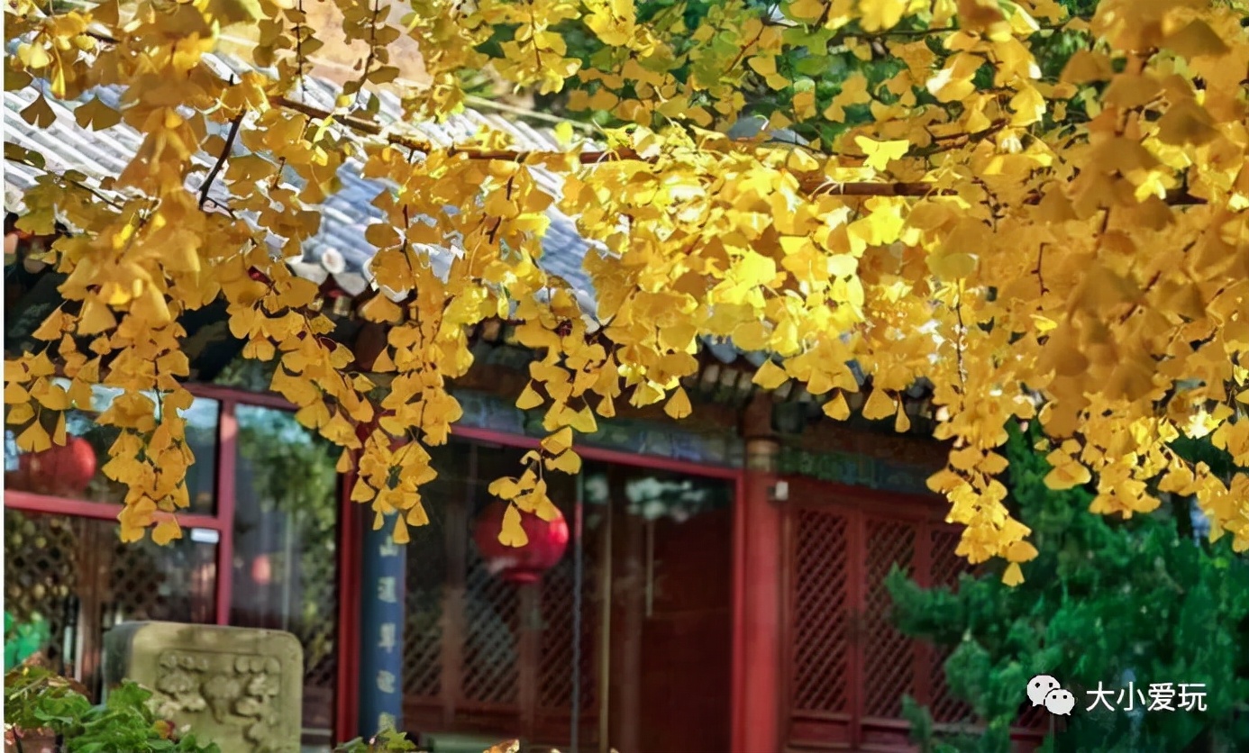 北京红螺寺银杏最佳观赏时间,北京赏银杏景区有哪些