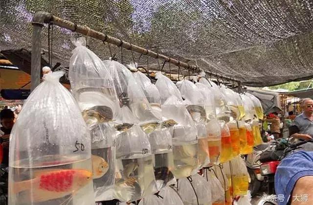 即将消失的花鸟鱼虫市场,天津消失的鱼虫市场