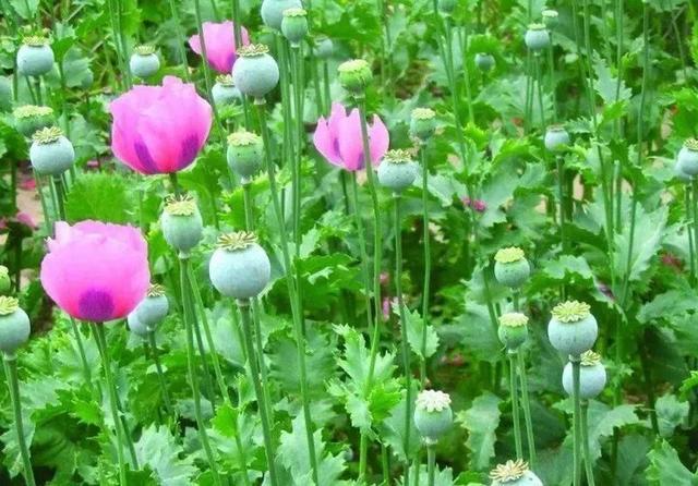 青少年如何防止吸毒正确答案是,防止青少年犯罪吸毒是第几条