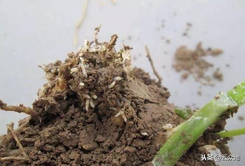 韭菜防治根蛆的最佳方法,怎样治韭菜根部的蛆