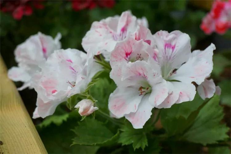 10种天竺葵,天竺葵100种图片大全