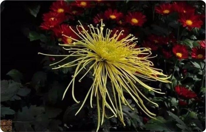 菊花100幅欣赏,菊花的十大绝美诗句