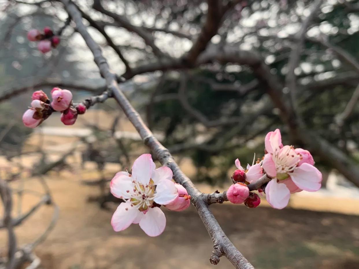 原创：初春，红色山桃惊喜开—为感谢好友赠送桃胶而作