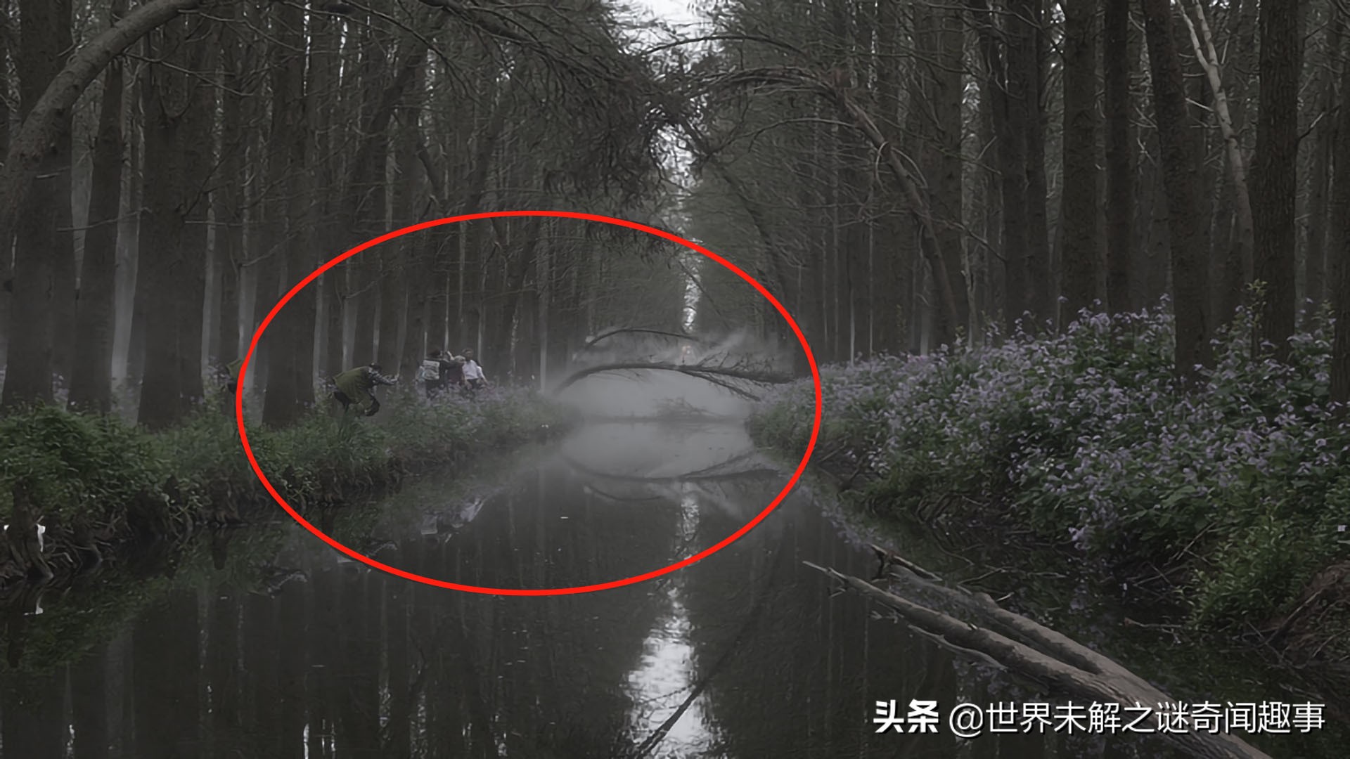 为何霍亚森林没人敢进？女孩无意闯入消失5年，称里面有时空之门