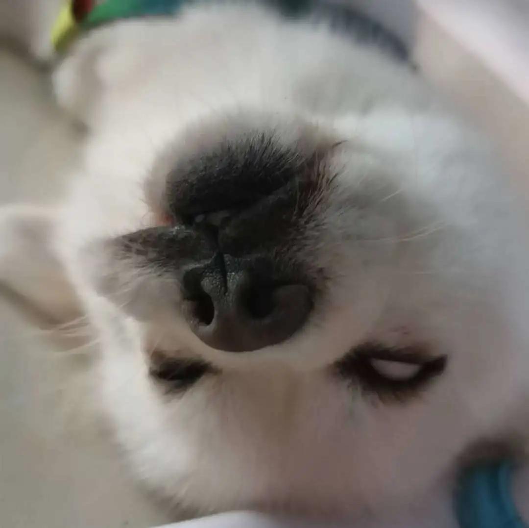 模仿狗狗睡姿,分享下你家狗子的睡姿