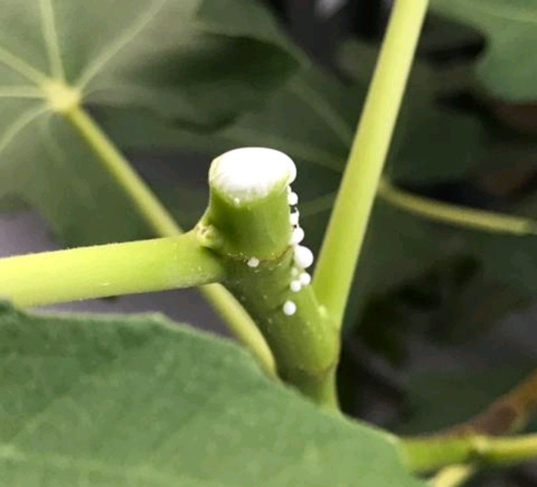 一帆风顺花有毒吗对小孩有影响吗,气味对身体有害的盆栽花卉