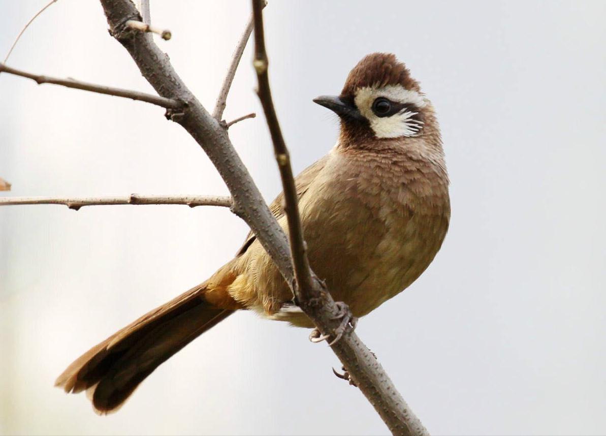 东江揽胜,惠州淡水常见鸟类图谱