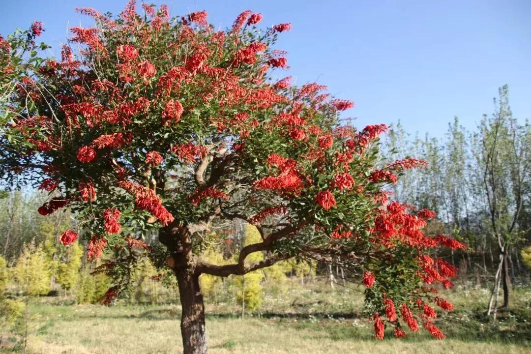 凉山州哪里可以赏花,西昌赏花攻略