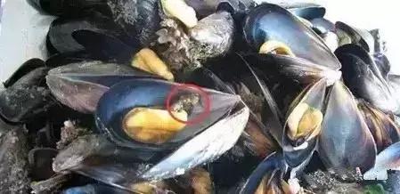 海鲜什么部位能吃什么不能吃讲解,各类海鲜哪个部位不能吃