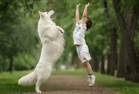 白色德牧犬的缺点和危害,德牧适合普通家庭饲养吗