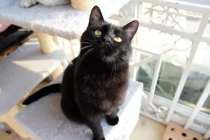 猫咪有个超有情商的铲屎官,猫咪智商测试果然豆丁智商最高