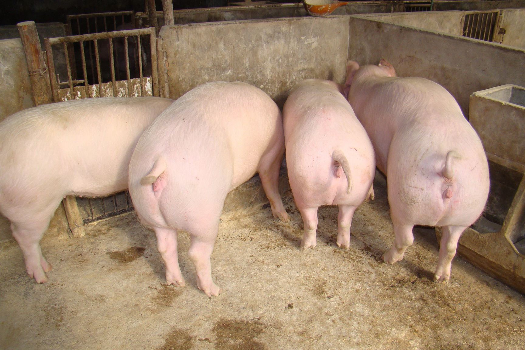 如何判断母猪发情？这6招，很管用