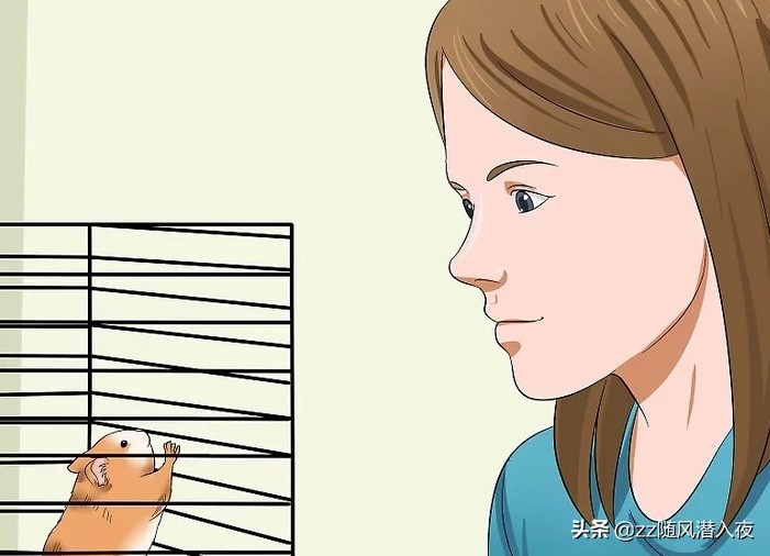 仓鼠饲养八大禁忌,如何饲养一只仓鼠新手版