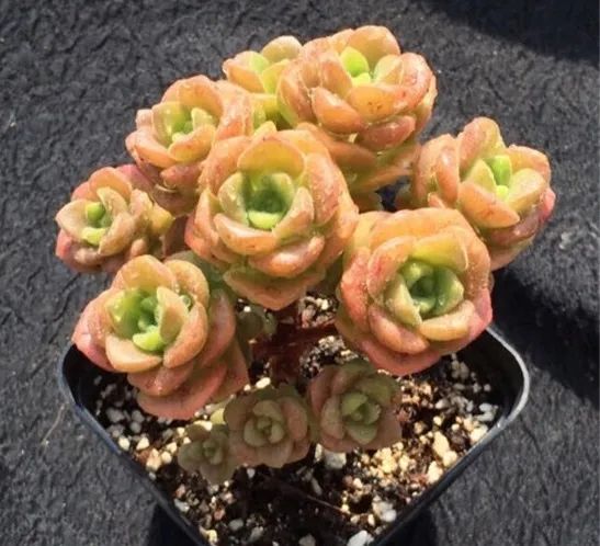 多肉煤烟病可以用酒精擦吗,多肉煤烟病怎么治