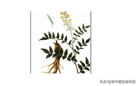 咽喉癌克星草药,山豆根主治咽炎吗