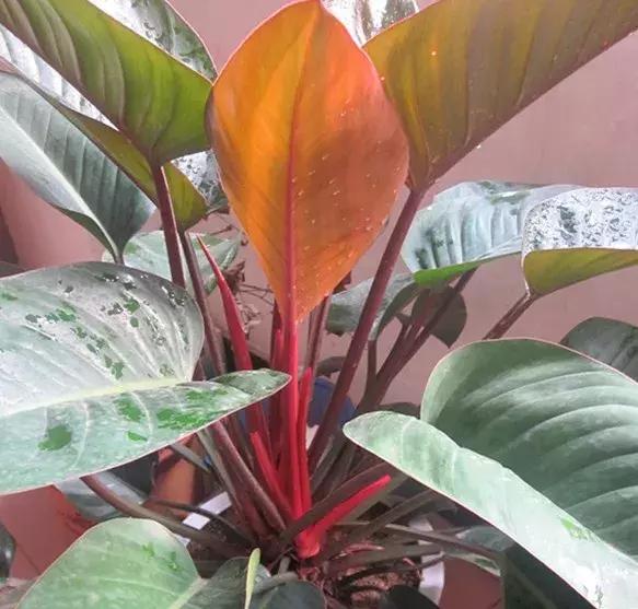 家里养什么花能除甲醛,什么花除甲醛净化空气最好