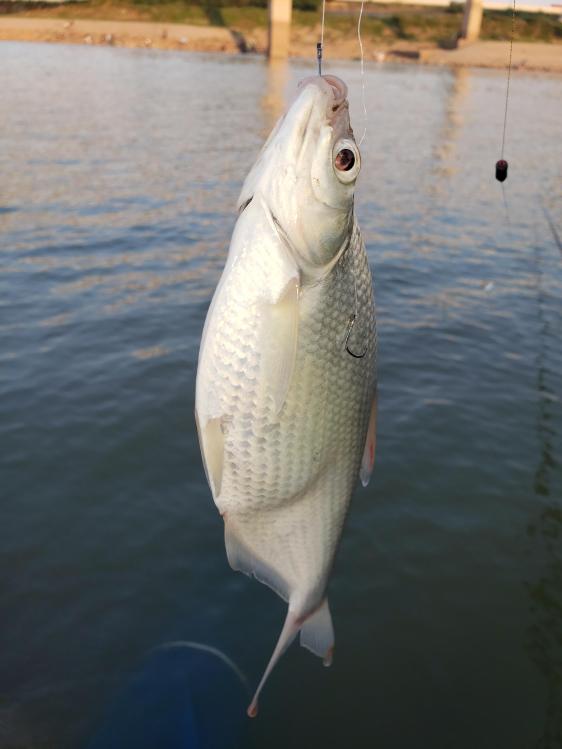 金迦潘钓杆,金迦潘求败渔具好用吗