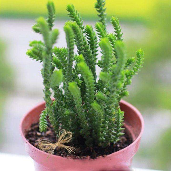 青锁龙属多肉繁殖方法,青锁龙繁殖栽培