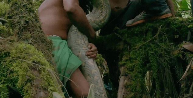 亚马逊热带雨林森蚺为什么不过海,最大的蛇森蚺生活在亚马逊雨林