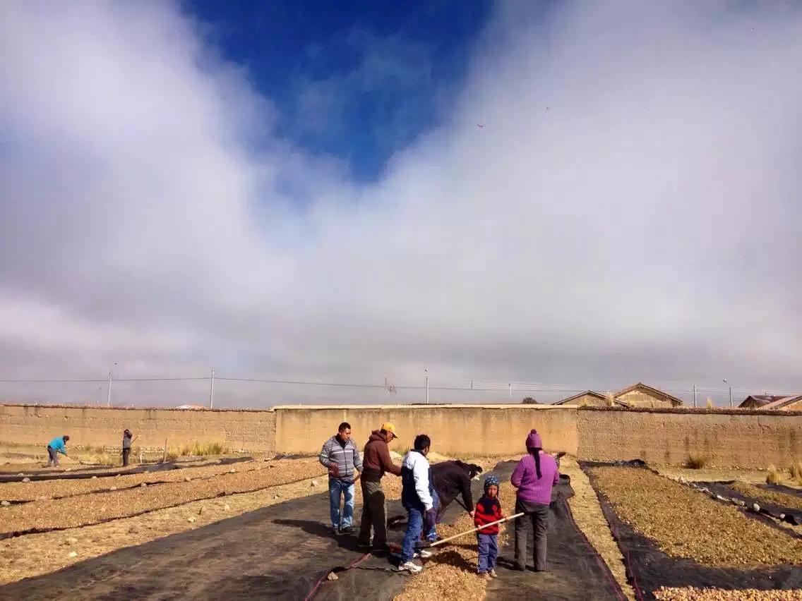 玛咖，忽悠还是神奇？顶高反，亲历安第斯高寒区，还原真实的玛咖