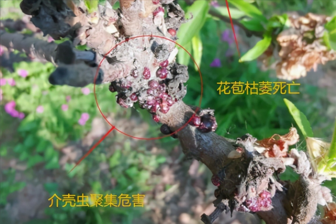 识别介壳虫,怎么判断介壳虫死活