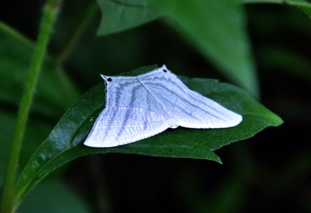 传说中的蛊虫真的有吗,传说中的扑棱蛾子