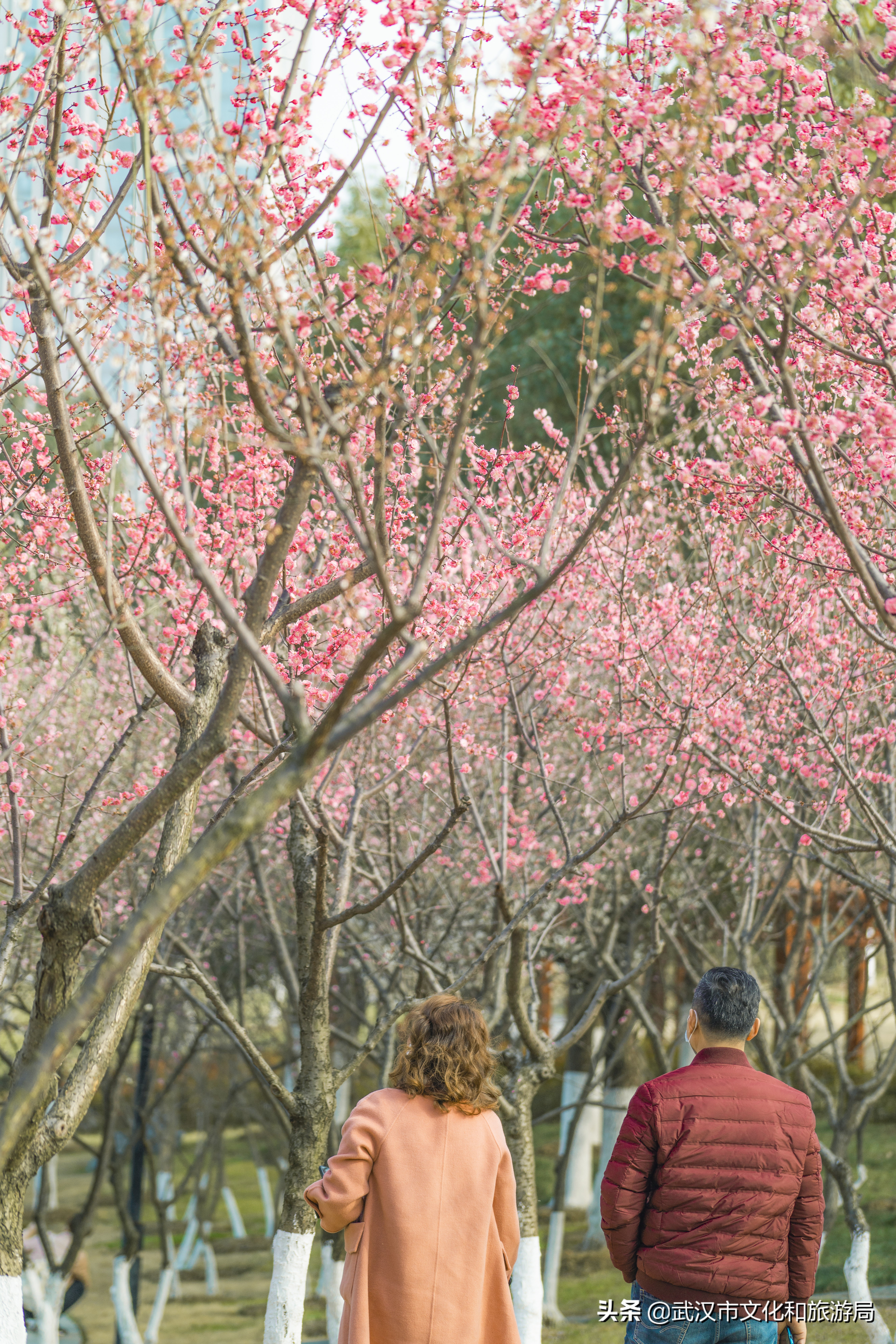 十大赏樱花胜地,武汉免费赏樱地推荐
