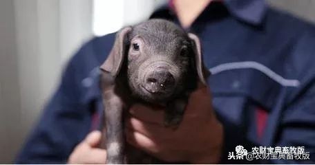 网易丁磊养猪启示录,互联网养猪丁磊