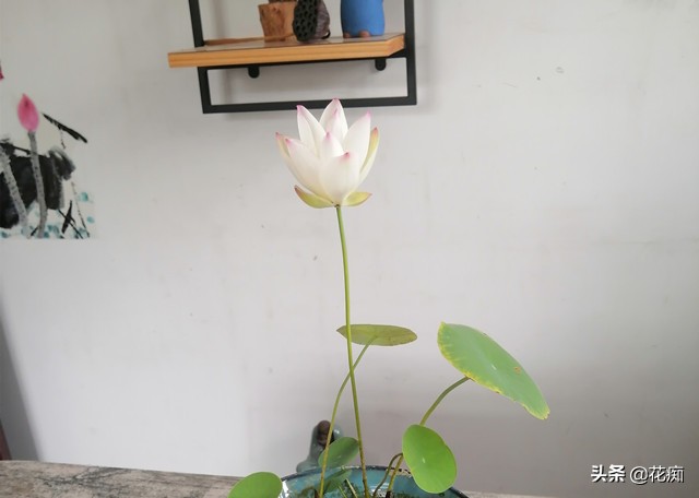 碗莲又到花开时，想要顺利开花，一定要掌握这三点