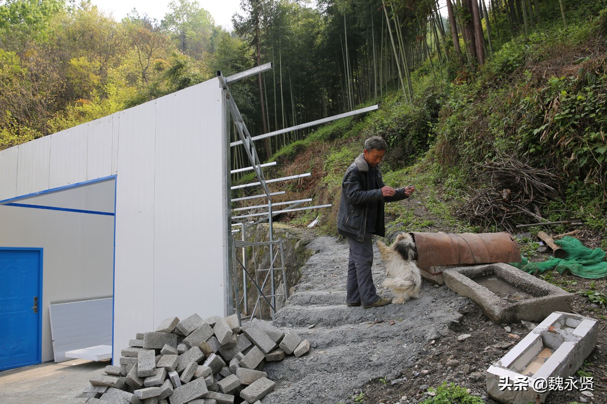 72岁老人养了10年母猪,22年养10头母猪一年能挣多少钱