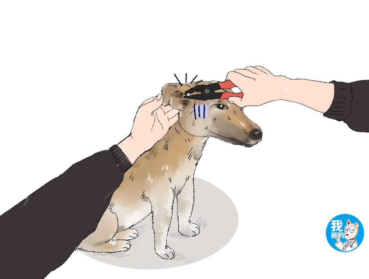 土狗耳朵下面有个小耳朵,土狗耳朵后面长了个肉