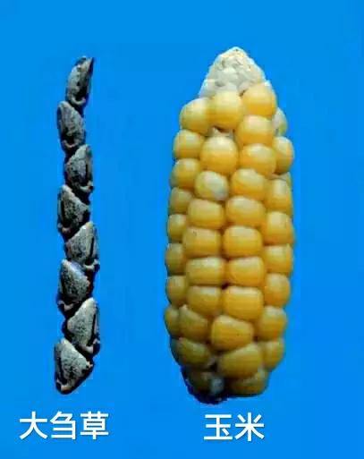 各种蔬菜水果祖先的样子,各种蔬菜祖先