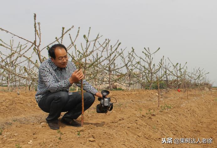 樱桃好吃树难栽，已经过时了，关键是要掌握好这些标准管理技术