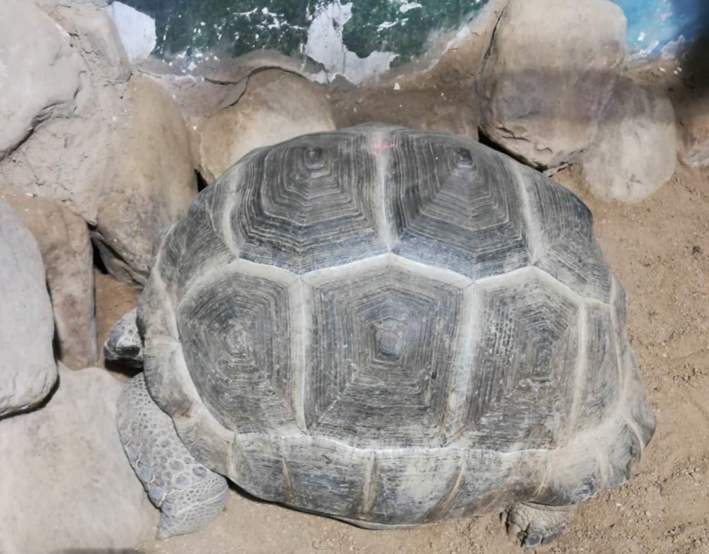 亚达伯拉象龟和陆龟谁大,阿尔达布拉陆龟和亚达伯拉象龟