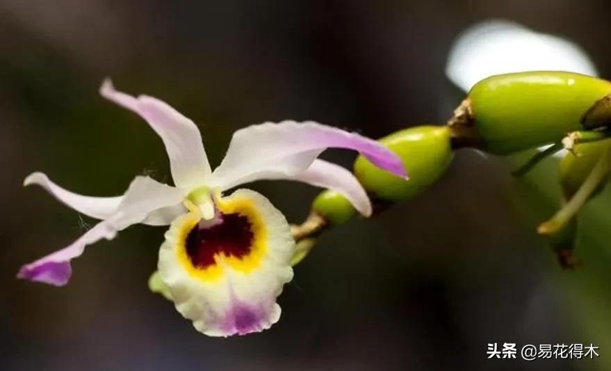 条状石斛和钉状石斛的区别,翅梗石斛与黑毛石斛的区别