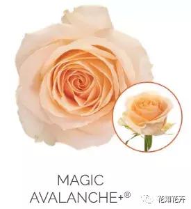 中国玫瑰大家族——雪山玫瑰详解（二）