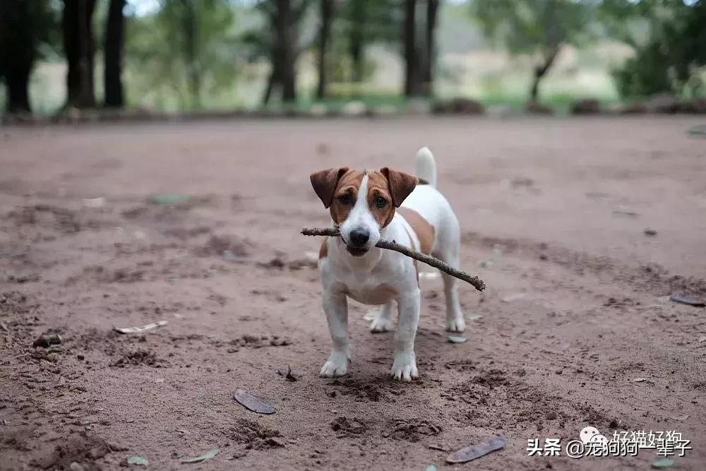 让狗狗安静下来的最简单办法,学会以下招数让狗狗训练有素