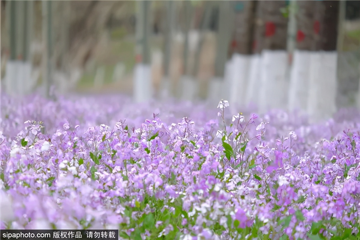 紫色花海好看的地方,北京冷门小众公园藏着粉黛花海