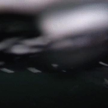 外媒曝光了挪威三文鱼养殖真相吗,挪威三文鱼养殖环境恶劣新闻