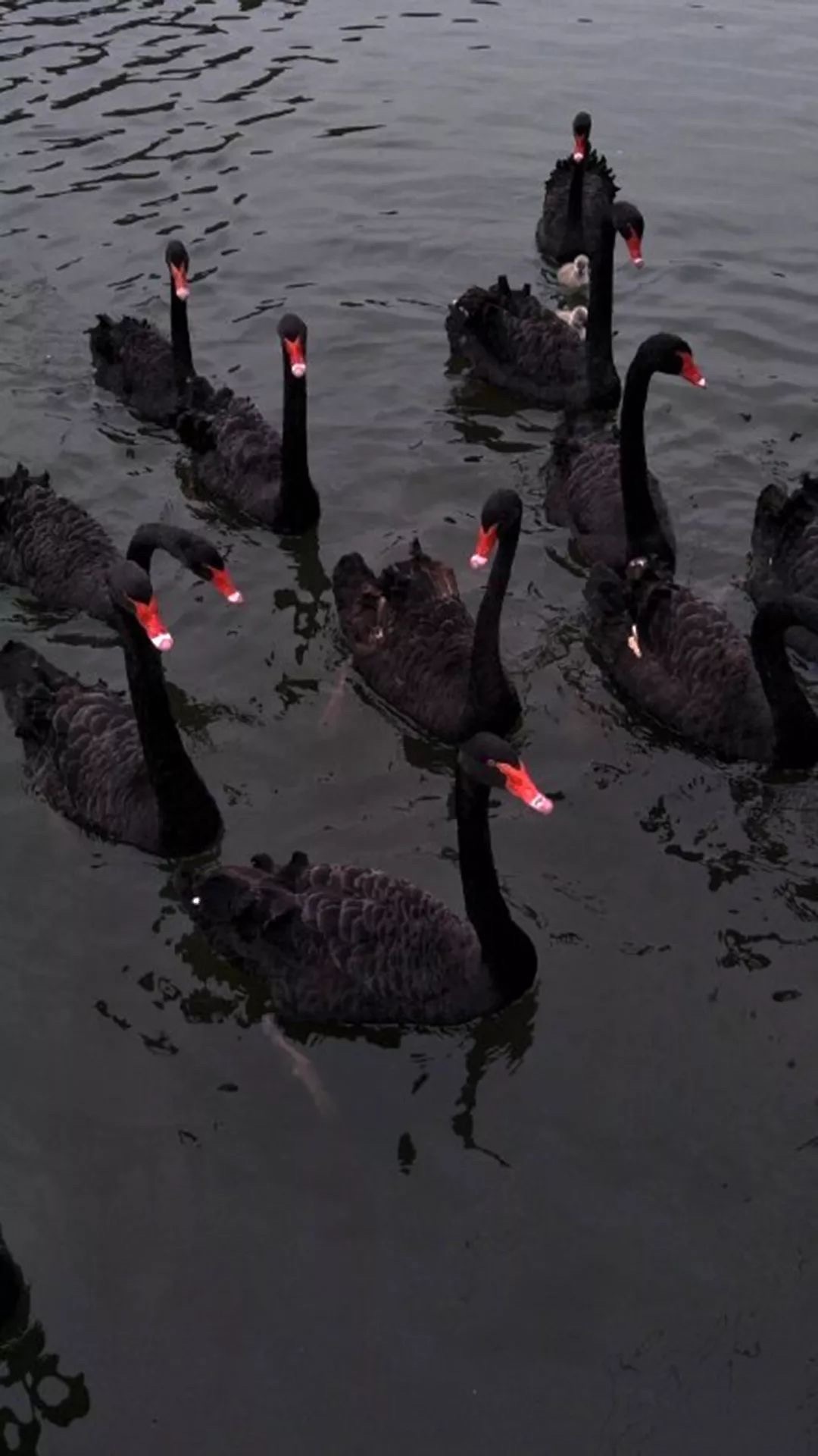 好看的微信聊天背景图男生,微信聊天背景图超清苹果