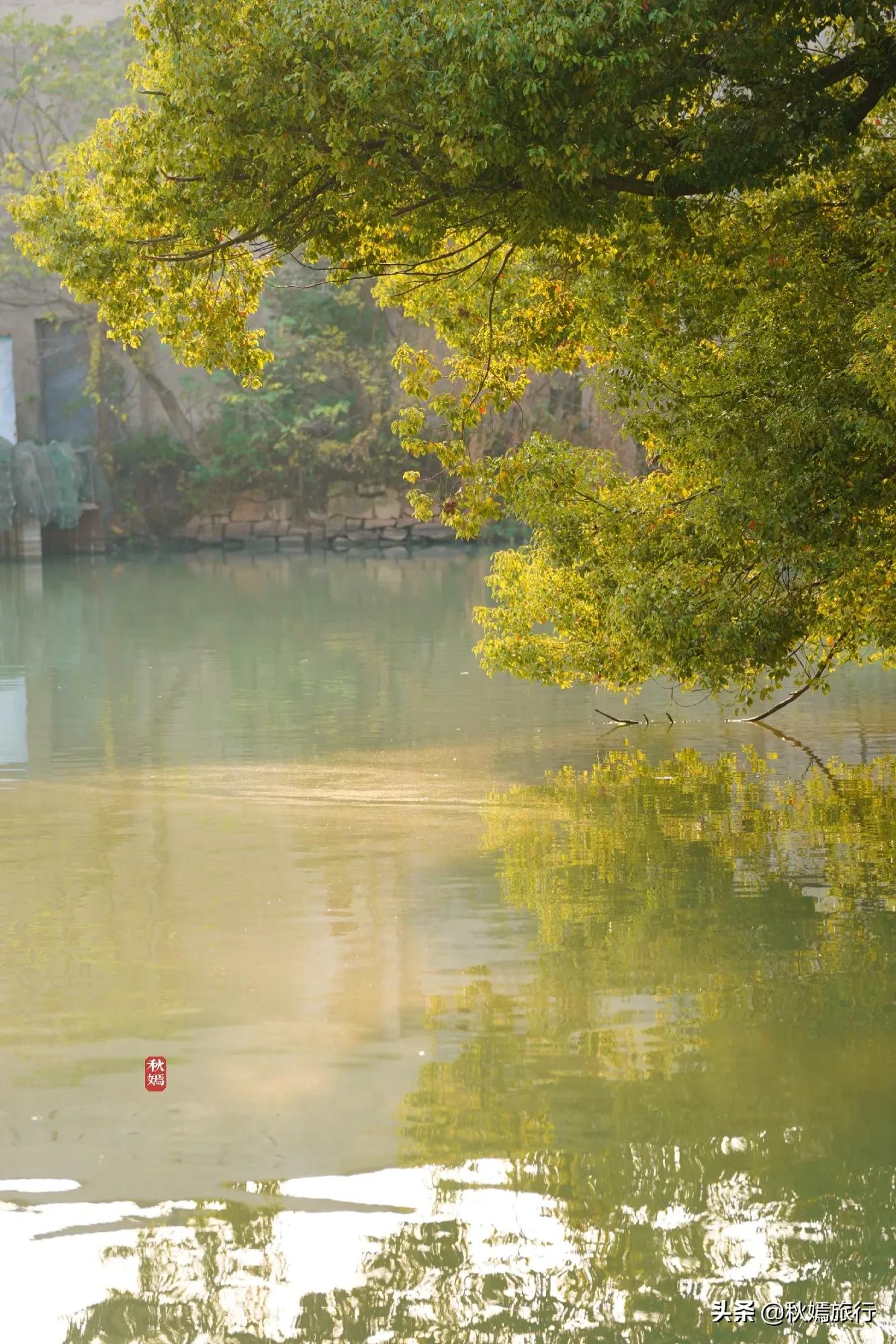 相城区北桥镇千年银杏树,苏州相城银杏打卡