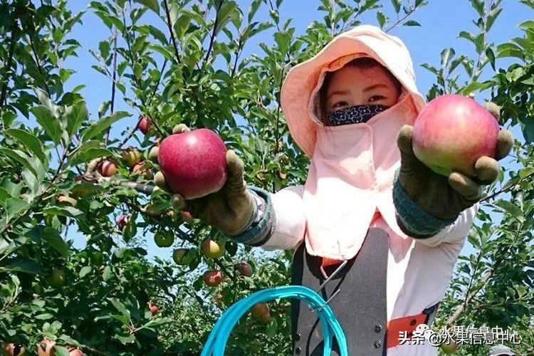 日本苹果种植现状,为什么日本苹果质量比中国的好