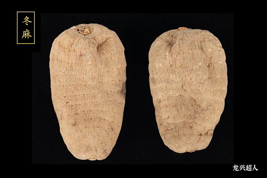 安徽道地药材天麻,天麻的道地药材