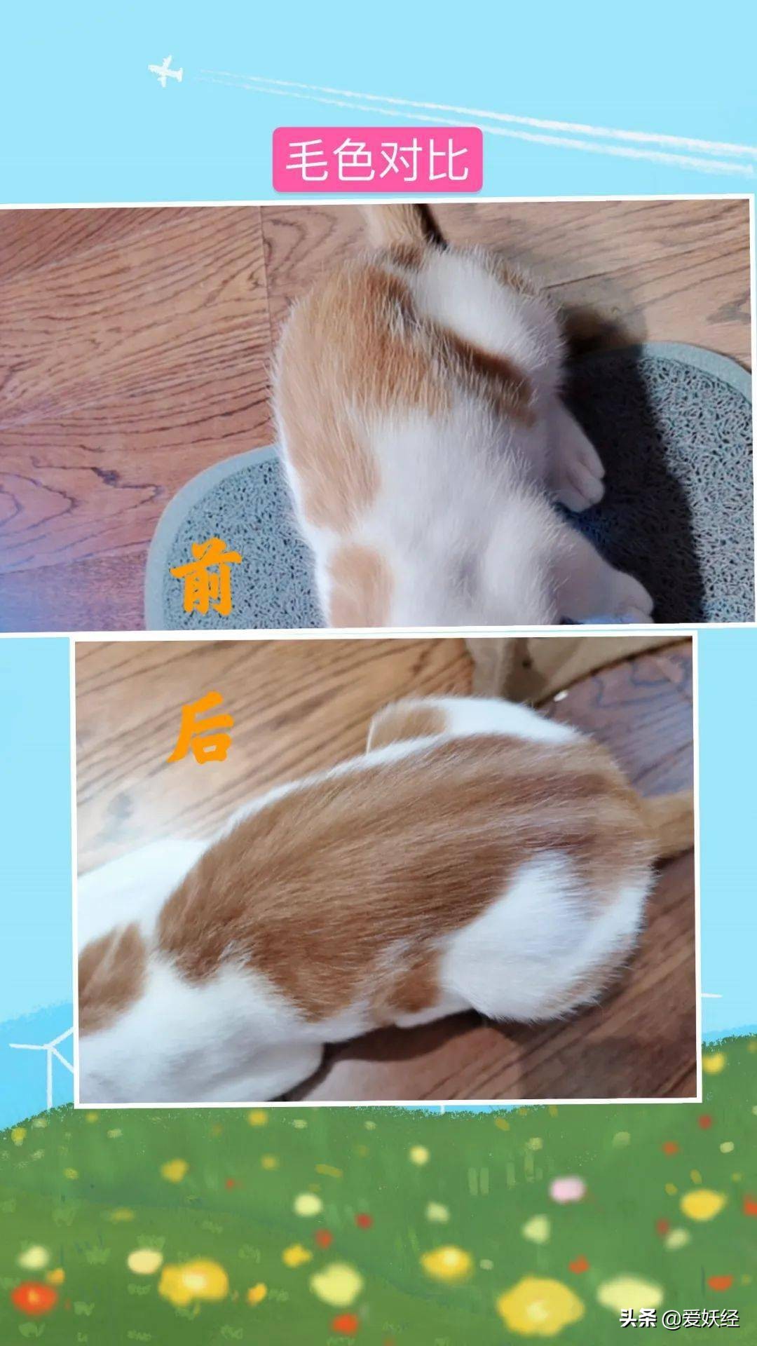 软便精有救了？干了这碗粮，养胃又护肠